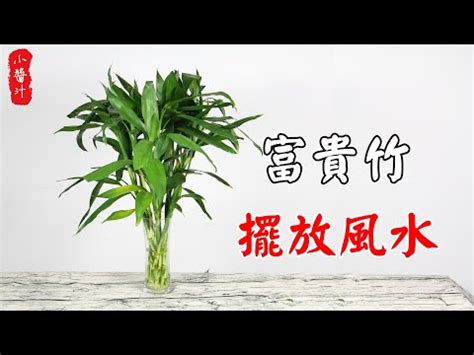 水種萬年青風水|【萬年青風水禁忌】客廳擺萬青風水禁忌 